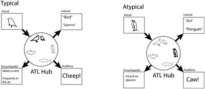 The Cognitive Neuroscience of Stable and Flexible Semantic Typicality